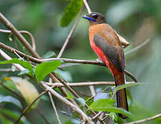 Scarlet-rumped Trogon