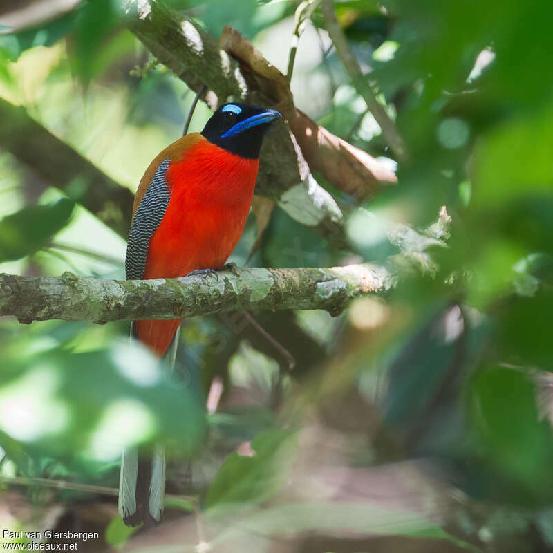 Scarlet-rumped Trogon male adult, identification