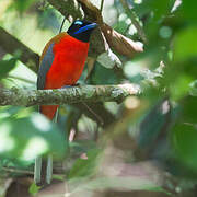 Trogon de Duvaucel