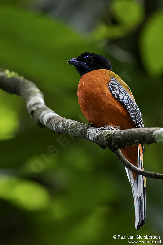 Trogon de Duvaucel mâle adulte