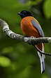 Trogon de Duvaucel