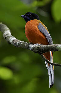 Trogon de Duvaucel