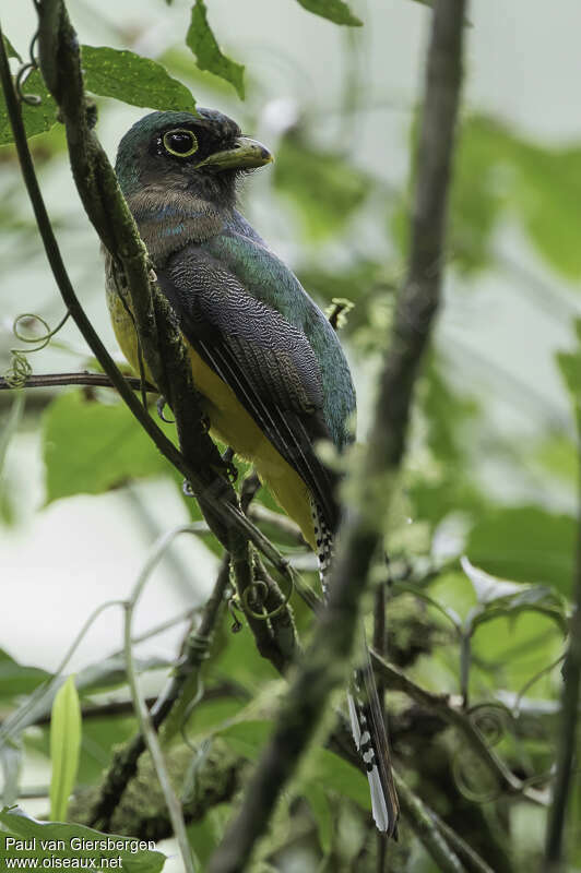 Choco Black-throated Trogon female adult