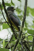 Choco Black-throated Trogon