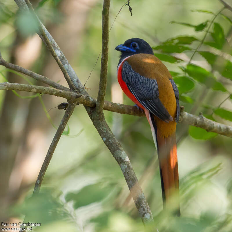 Trogon de Malabar mâle adulte, identification