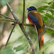 Trogon de Malabar