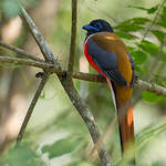 Trogon de Malabar