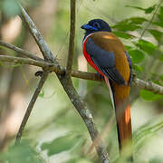 Malabar Trogon