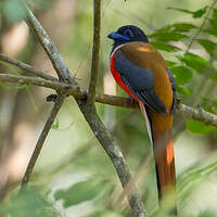 Trogon de Malabar