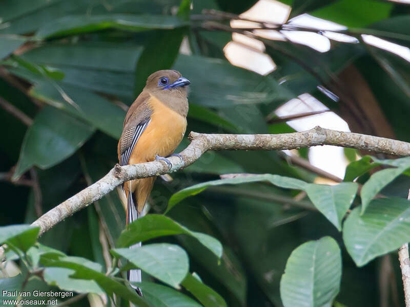 Trogon de Malabar femelle adulte, identification