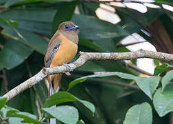 Trogon de Malabar