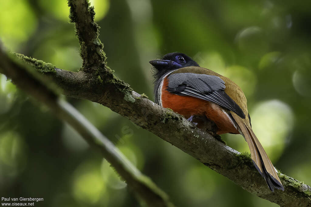 Trogon de Malabar mâle adulte