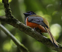 Malabar Trogon