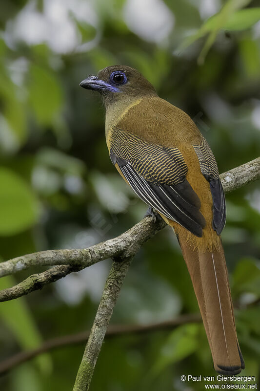 Trogon de Malabar femelle adulte