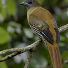 Trogon de Malabar