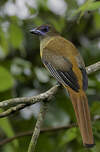 Trogon de Malabar