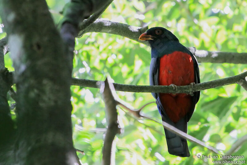 Slaty-tailed Trogonadult