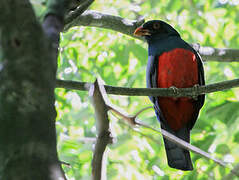 Slaty-tailed Trogon