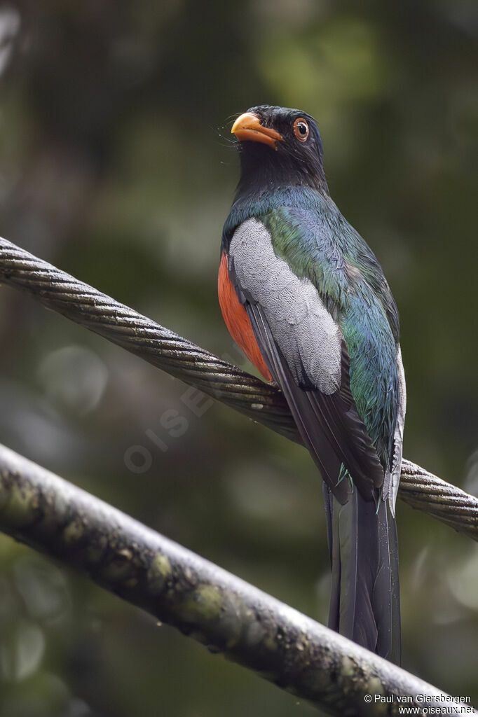 Trogon de Masséna