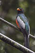 Trogon de Masséna