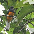 Trogon de Panama