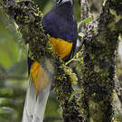 Trogon de Panama