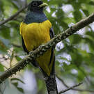 Trogon de Pelzeln