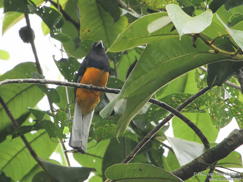 Trogon de Sclater