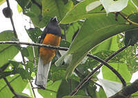 Trogon de Sclater