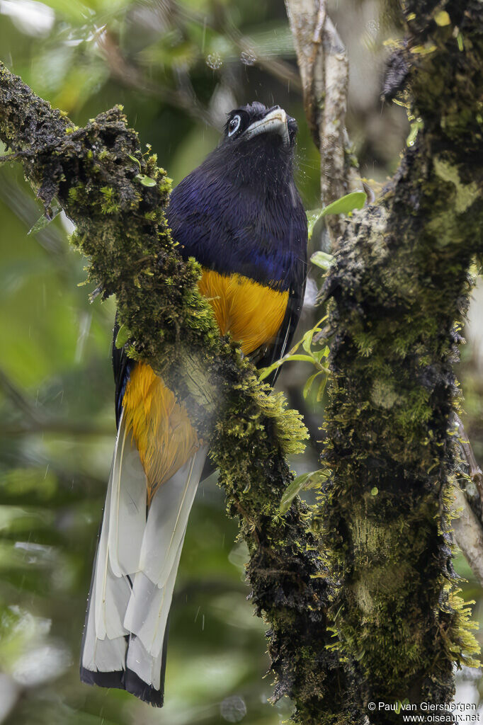 Trogon de Sclater mâle, adulte