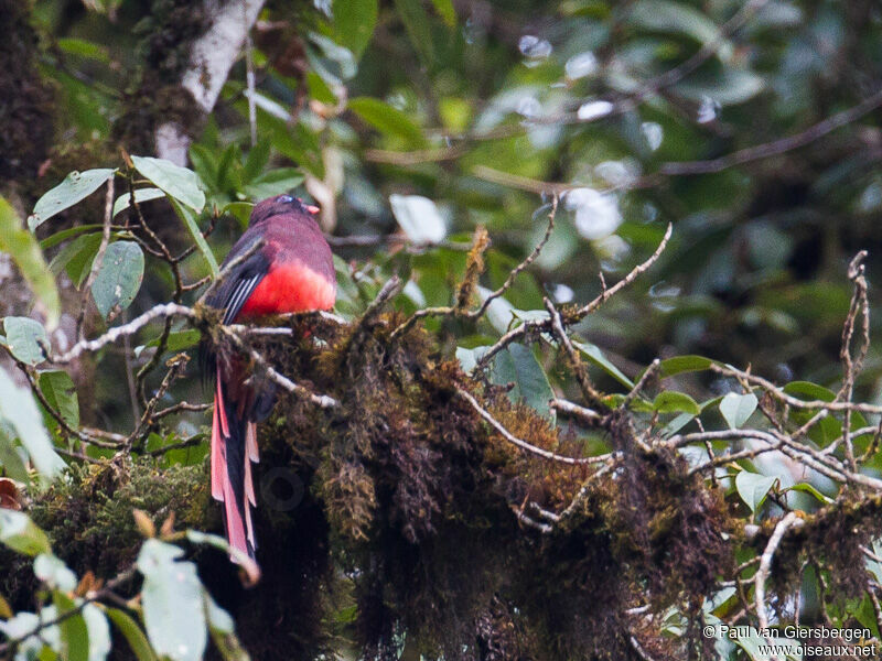 Trogon de Ward