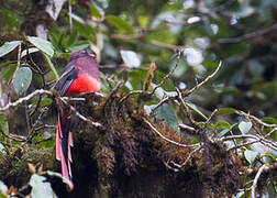 Ward's Trogon