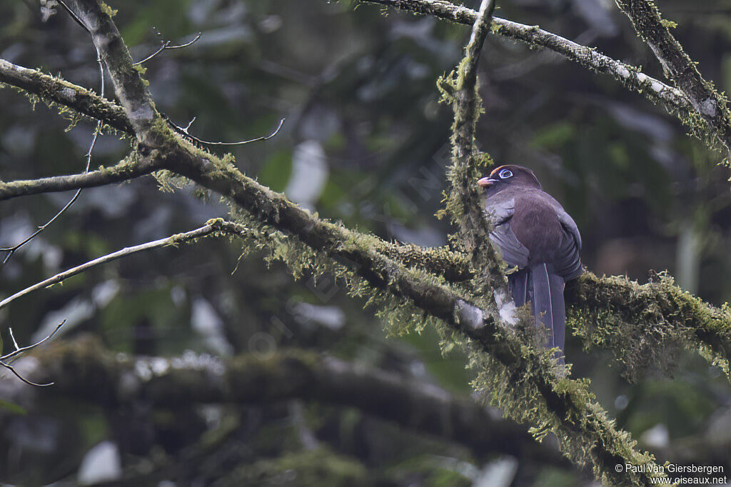 Ward's Trogon male adult