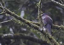 Trogon de Ward