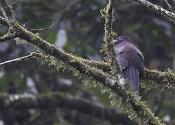 Ward's Trogon