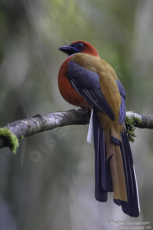 Whitehead's Trogon male adult