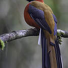 Trogon de Whitehead