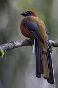 Whitehead's Trogon