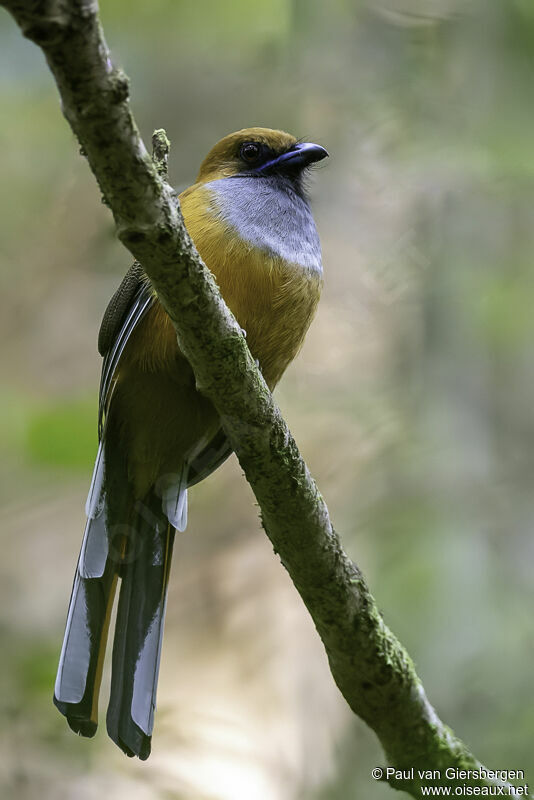 Whitehead's Trogon female adult