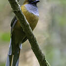 Trogon de Whitehead