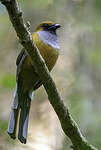 Trogon de Whitehead