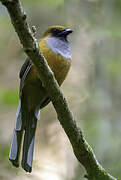 Whitehead's Trogon