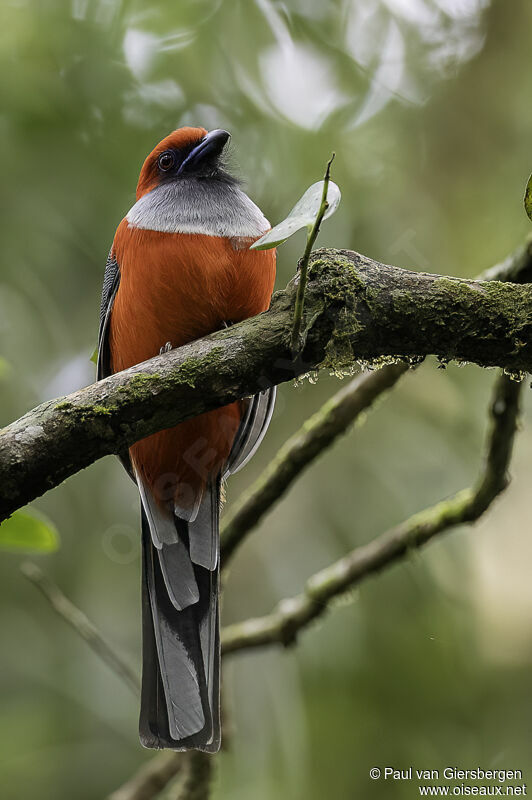 Whitehead's Trogon male adult