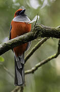 Whitehead's Trogon