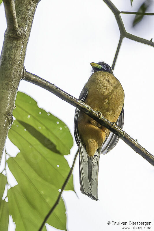 Philippine Trogon female adult