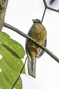 Philippine Trogon