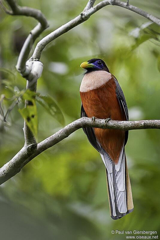 Trogon des Philippines mâle adulte