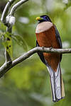 Trogon des Philippines