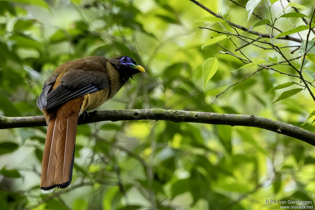 Philippine Trogon female adult