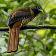 Trogon des Philippines